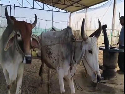 History Repeats Itself: A Young Farmer from Indri Revives Ancient Oil Extraction Method