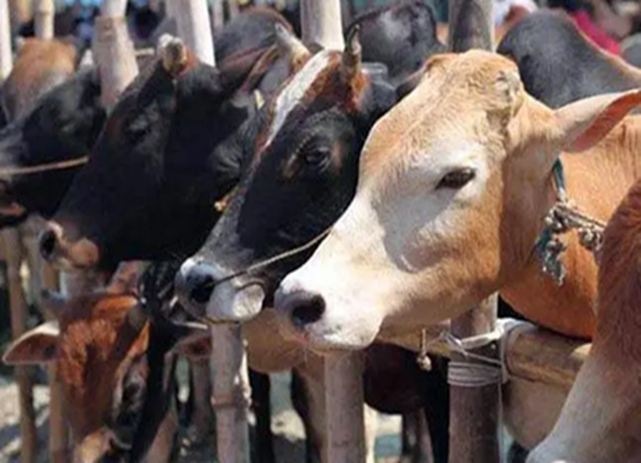 Cattle-Laden Truck Abandoned on KMP Highway, Police Investigating